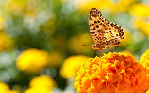 Wallpaper Flowers Nature Wings Butterfly Insect Yellow Pollen