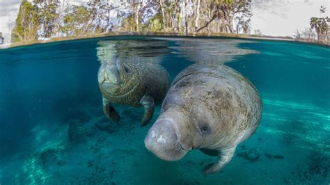Migrating Manatees Delight Campers With Their Lazy Antics Audubon