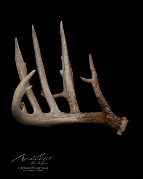 Og Buck Shed Right Antlers By Klaus