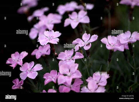 Dianthus Plumarius Flower Stock Photos & Dianthus ...