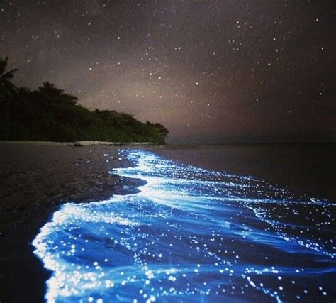 Natutal Phenomenon Electric Neon Blue Water Maldives Sea Of Stars