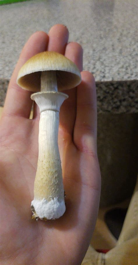 Golden Teacher Mushroom. Perfect? : r/shrooms