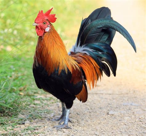 Rooster Prompts Potential Changes To County Ordinance Mid Rivers