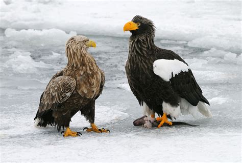 Is A Stellers Sea Eagle Bigger Than A Golden Eagle Size And Habitat