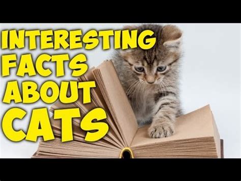 This holds true for most of kitties and cats, with the exception of polydactyls. 15 Interesting Facts About Cats - YouTube