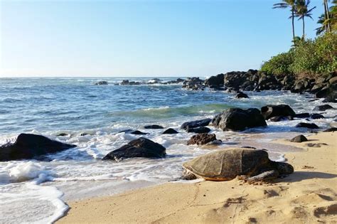 Laniakea Beach dónde ver tortugas en Oahu Turtle Turtle Beach en la