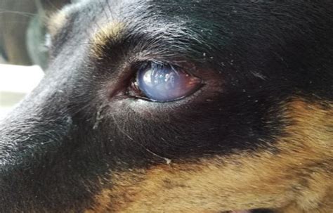 Cataracts In Dogs Symptoms Causes Diagnosis Management Treatment
