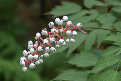 How To Grow And Care For Baneberry Shrubs Actaea