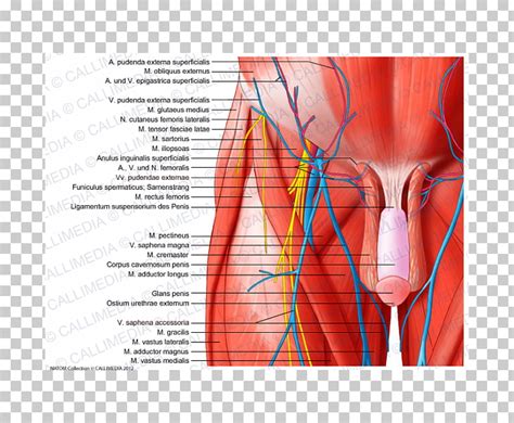 Hip flexor, deep in pelvis; Anatomy Of The Human Hip - Anatomy Diagram Book