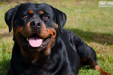 The name derives from the small town of rottweil montana, mt; Rottweiler puppies syracuse ny | Dogs, breeds and everything about our best friends.