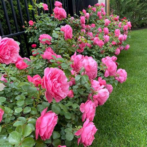 Leonardo Da Vinci ® Floribunda Rose Famous Roses