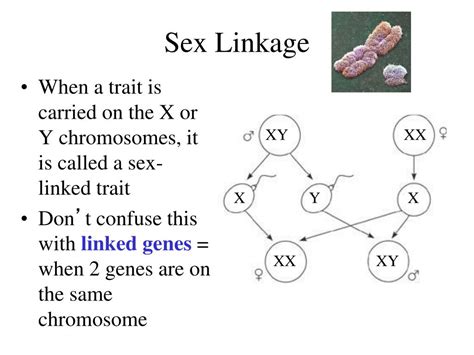 PPT Genetics Complex Inheritance Sex Linkage X Inactivation