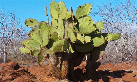Prickly pear cactus is used for type 2 diabetes, high cholesterol, obesity, alcohol hangover, colitis, diarrhea, and benign prostatic hypertrophy (bph). Prickly Pear Cactus - Galapagos Conservation Trust ...