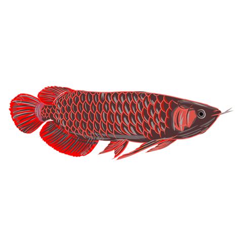 Gambar Gambar Ilustrasi Vektor Ikan Arwana Merah Satwa Ikan Arowana
