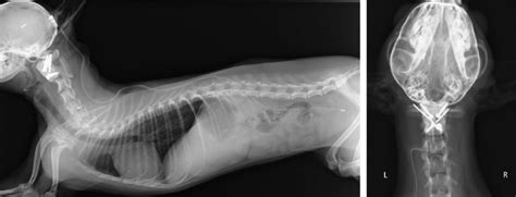 X Ray Image Left Lateral View Right Dorsoventral View Of A Dog