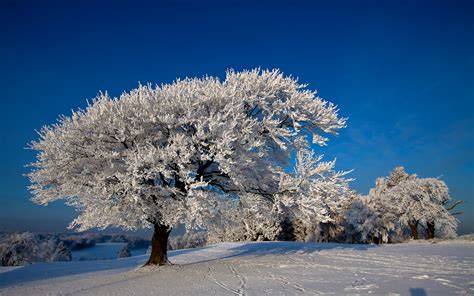 Seasons Winter Trees Snow Nature 409983