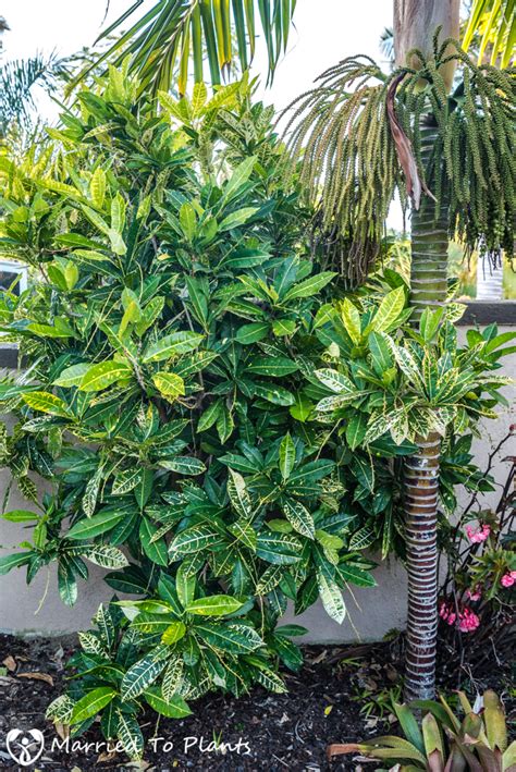 Propagating Crotons From Stem Cuttings