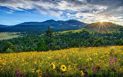 Arizona Arizona Valley Mountain Meadow Flower Dawn Sunrise Panorama