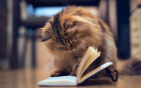 Cat Reading A Book Wallpapers And Images Wallpapers Pictures Photos