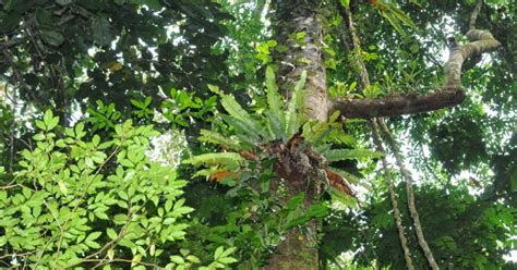 A Wandering Naturalist Sarawak A Borneo Highlands Bird Walk