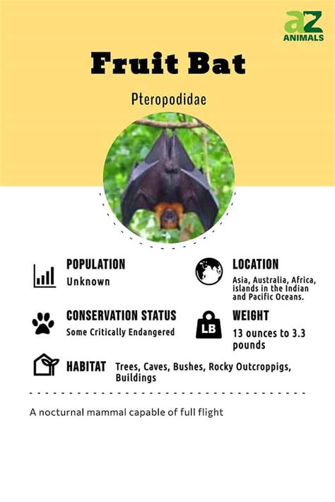Fruit Bat Animal Facts A Z Animals
