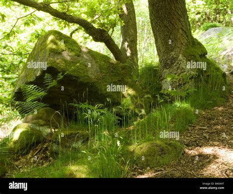 Rocks And Fern In The Ancient Forest At Padley Gorge Peak District