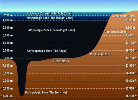 Diagram Of The Five Ocean Layers Source Download