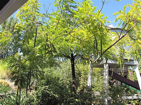 Gold Medallion Tree Cassia Leptophylla In Orange County Ca California Ca At Roger S Gardens