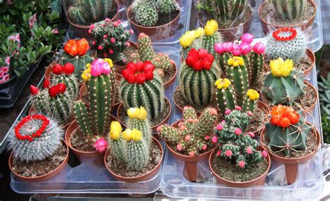 How To Grow Cactus Plants Ebay