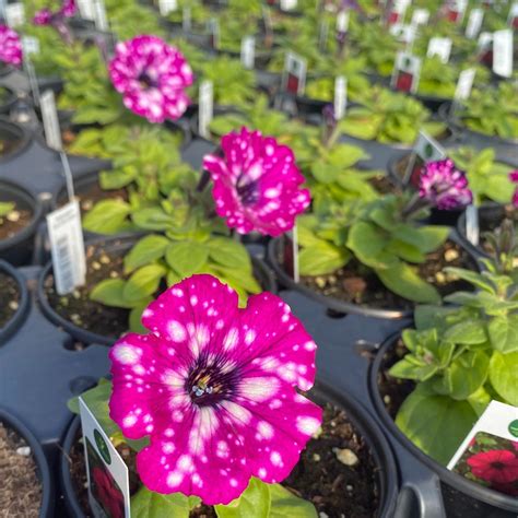 4 Inch Premium Annual Petunia Electric Purple Sky New Van