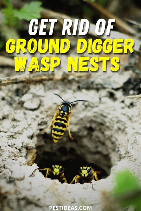 A Group Of Yellow And Black Bugs In A Hole With Text Overlay Reading