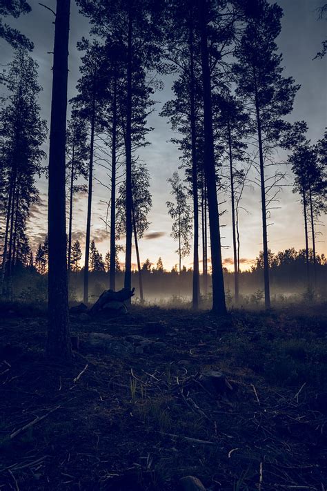 Forest Trees Spruce Fog Sunset Hd Phone Wallpaper Peakpx