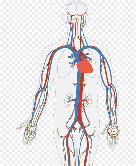 Circulatory System Human Body Diagram Organ Heart PNG System Body Heart Heart Clipart PNG Image