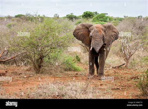 An Elephant In Kruger National Park South Africa Stock Photo Alamy