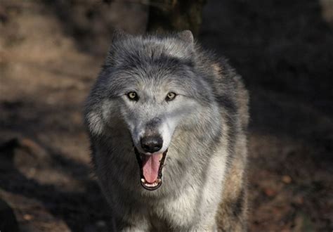 تصاویر زیبا از گرگ ها مهین فال