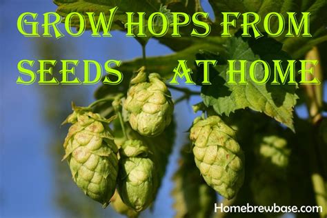 How To Grow Hops From Seeds For Homebrewing Home Brewing Base