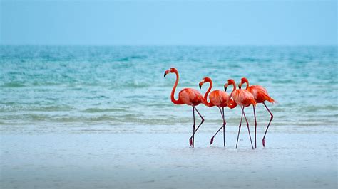 Flamingos In Their Natural State Isla Holbox Quintana Roo Mexico