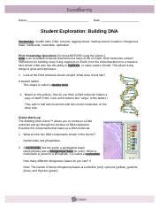 Follow the steps given in the gizmo to construct a molecule of dna. Building DNA Gizmo pdf - Name Date Student Exploration Building DNA Vocabulary double helix DNA ...