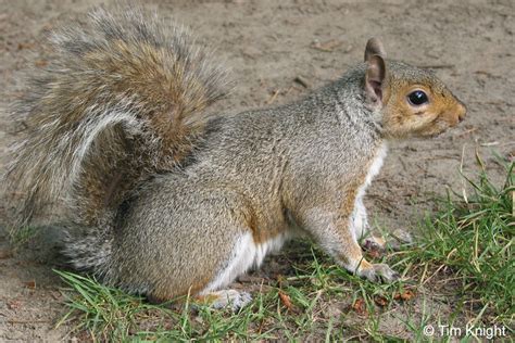 Eastern Gray Squirrel Facts Naturemapping