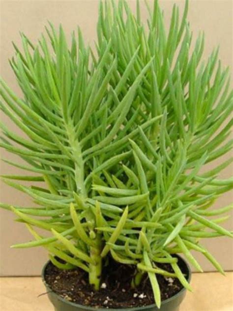El senecio son plantas muy bonitas y originales de muy diversas formas. Senecio barbertonicus - Succulent Bush Senecio | World of ...