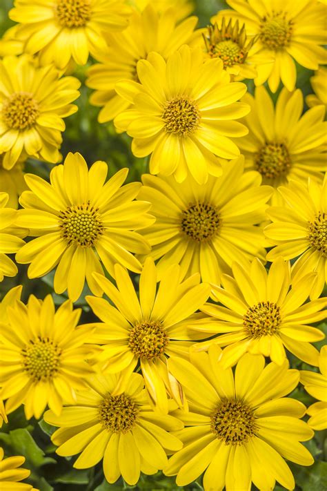 Types Of Yellow Perennial Flowers Drians Healthy Eat