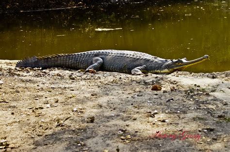 We have zero toolerance policy. Ghariyal | The Gharial (Gavialis Gangeticus) also called ...