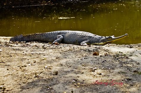 There are 46 slender foot for sale on etsy, and they cost $82.07 on average. Ghariyal | The Gharial (Gavialis Gangeticus) also called ...