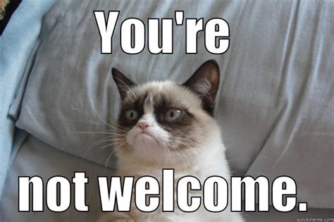 Youre Welcome Cat Meme