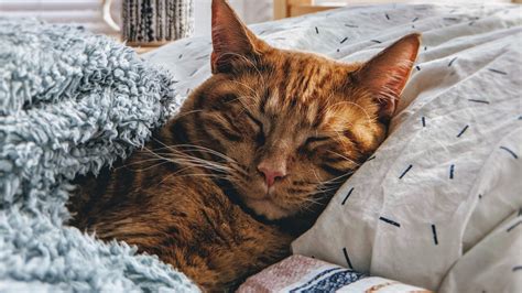 Brown Cat Is Sleeping On Bed Hd Cat Wallpapers Hd Wallpapers Id 51181