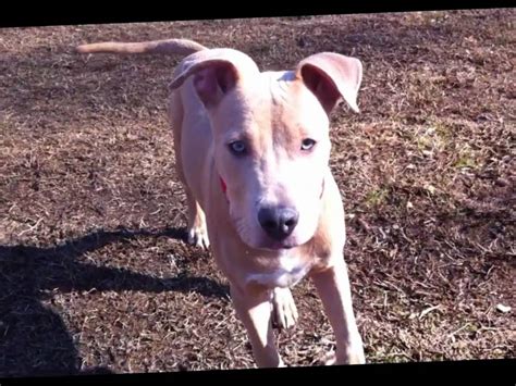 Kabal 6 Month Old Blue Fawn Pitbull Youtube