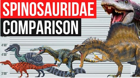 Spinosauridae Size Comparison Spinosaurus Suchomimus Oxalaia