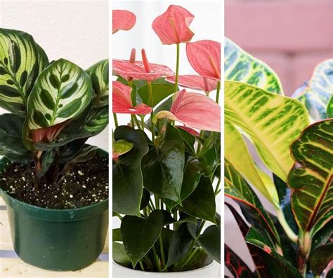 20 Tropical And Exotic House Plants You Should Grow In Your Home
