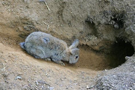 ¿dónde Viven Los Conejos Mascotas
