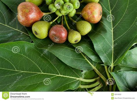 Fig Treefruit Stock Photo Image Of Macro Asian Grow
